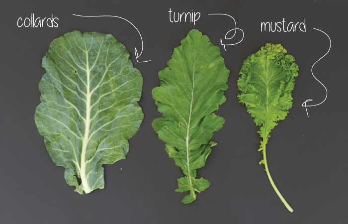 leaf types: collard greens, mustard greens, turnip greens